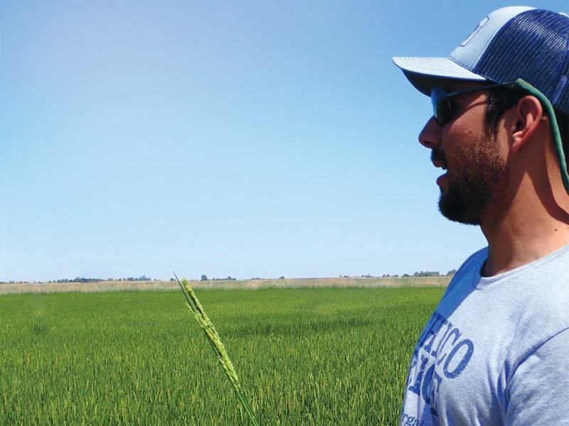 SOW, GROW, MILL, AND&nbsp;SELL